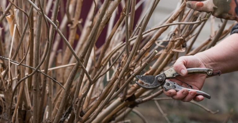 Help Your Long Island Shrubs Bounce Back From Winter Stress Before August Heat With These 8 Steps