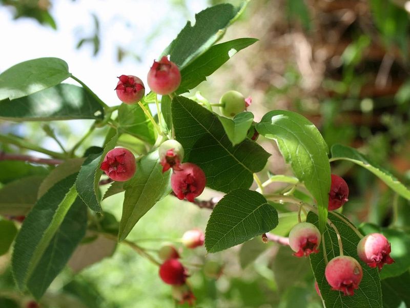Helpful Things To Know Before Planting Serviceberry In Pennsylvania Helpful Things To Know Before Planting Serviceberry In Pennsylvania