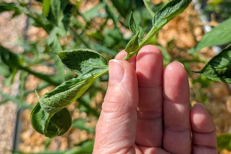 Herbicide Drift