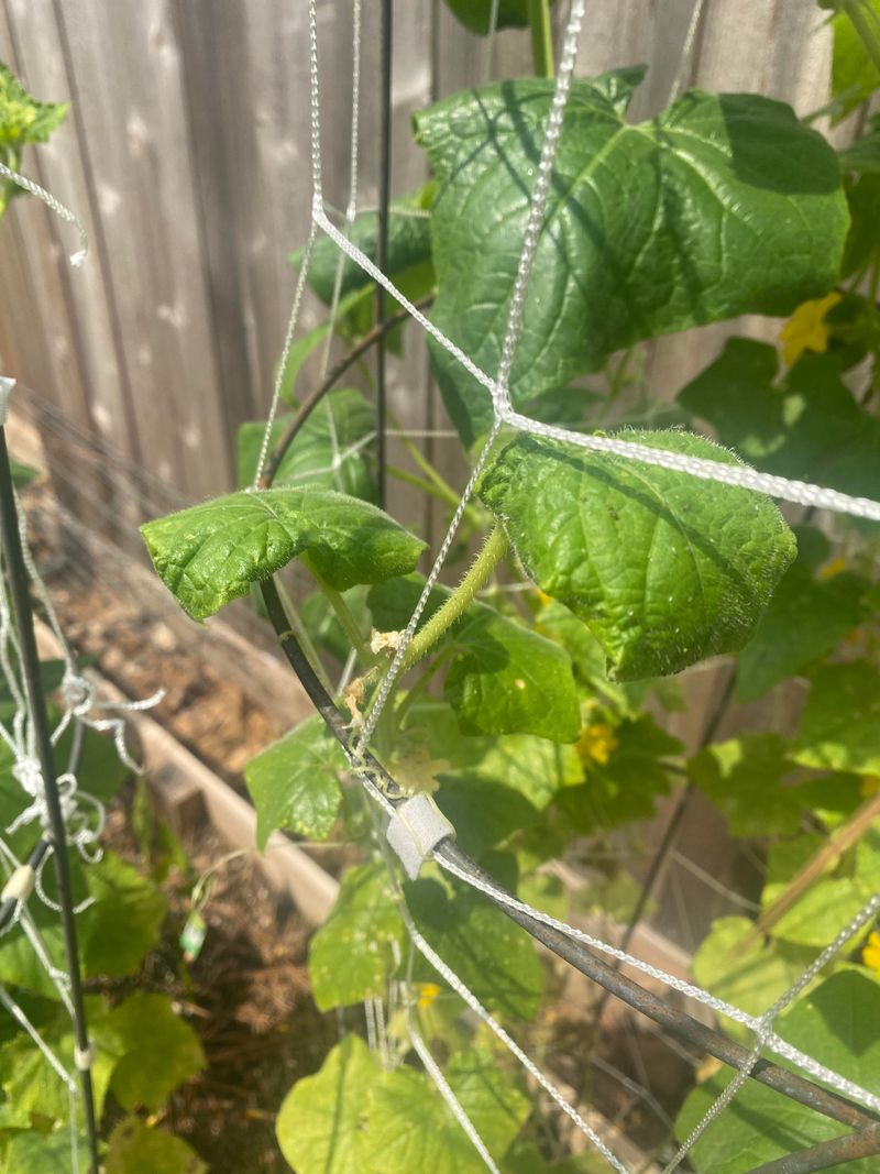 Herbicide Exposure From Nearby Applications
