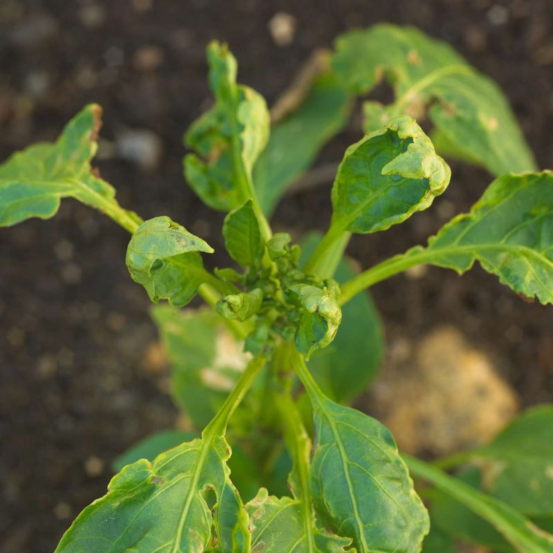 Herbicide Or Chemical Drift May Have Damaged The Leaves Herbicide Or Chemical Drift May Have Damaged The Leaves