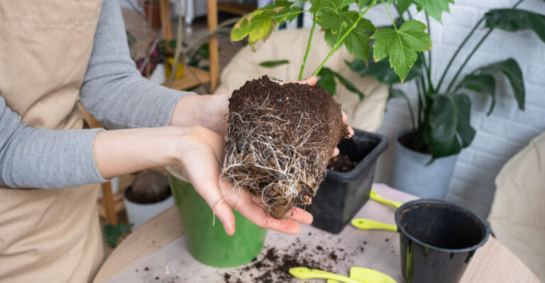 Here’s How Illinois Gardeners Know A Plant Has Outgrown Its Pot