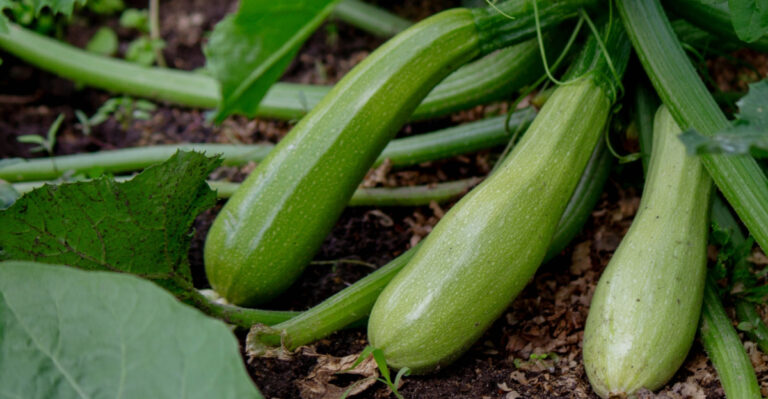 Here’s What Illinois Gardeners Should Do When Zucchini Won’t Stop Producing