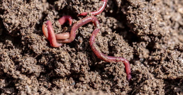 earthworms