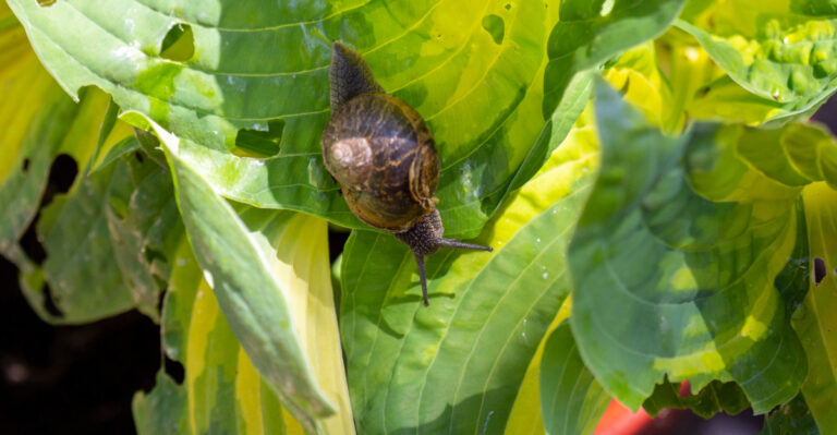 snail on hosta