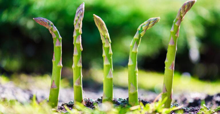 asparagus growing