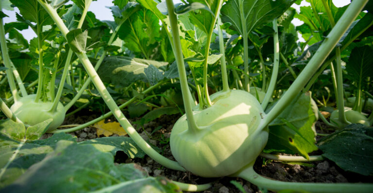 kohlrabi growing