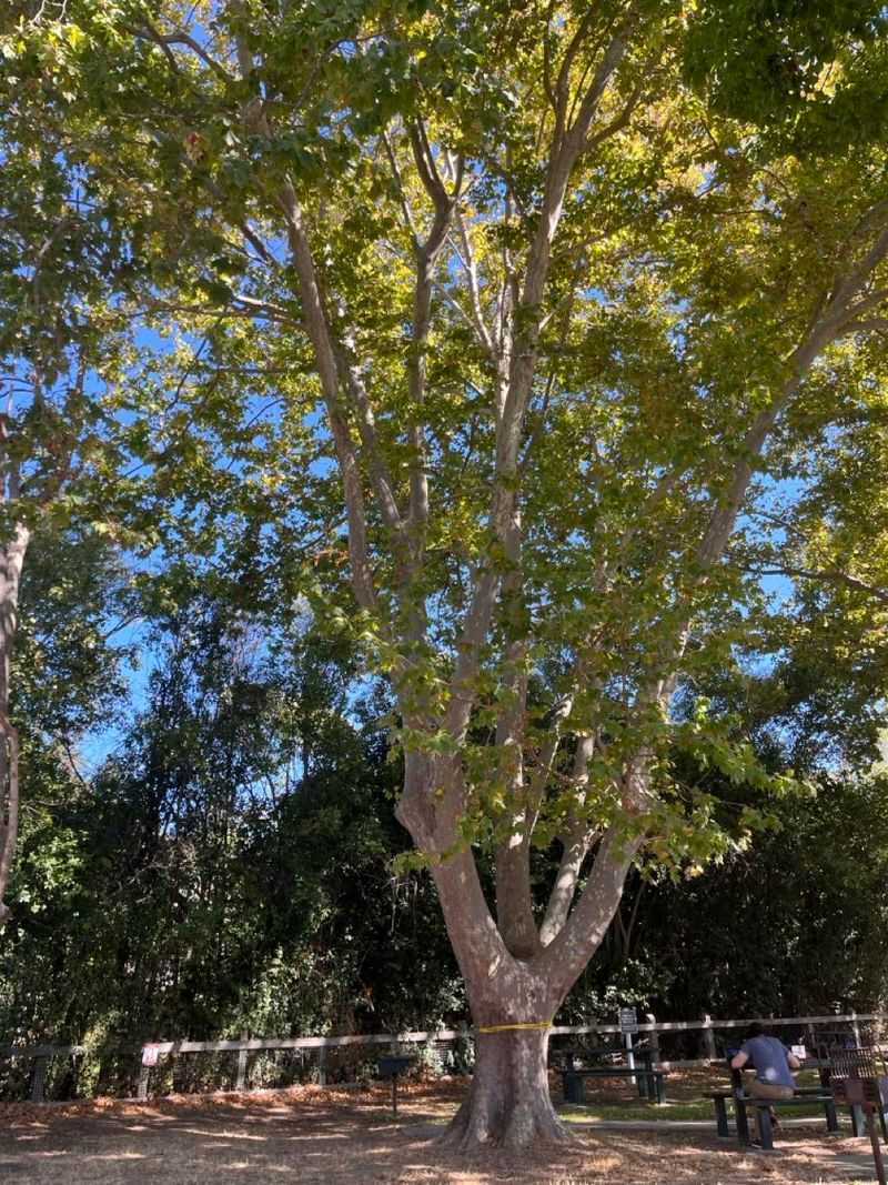 Heritage Trees Can Trigger Permit Problems