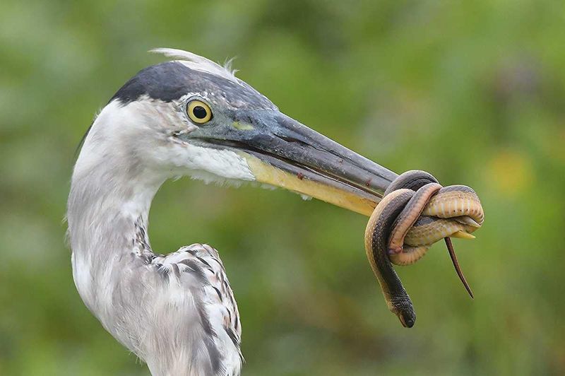 Herons Put Pressure On Small Snakes Herons Put Pressure On Small Snakes
