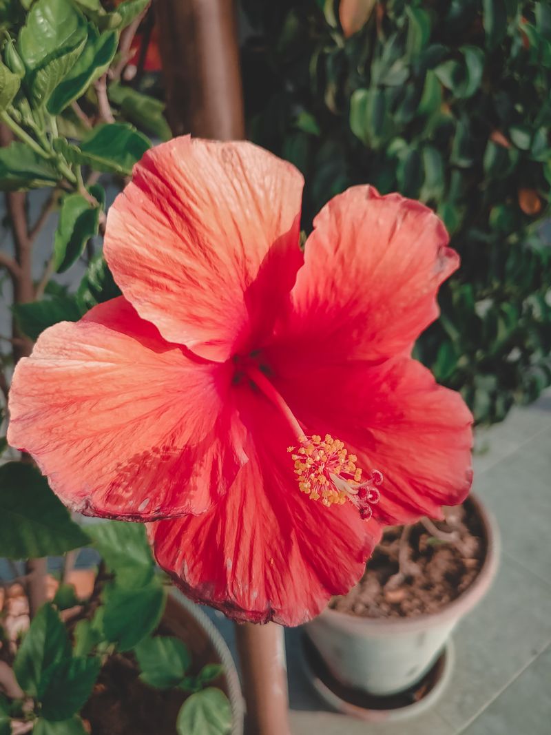 Hibiscus