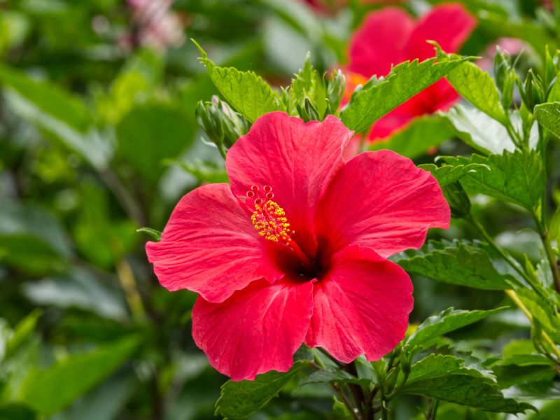 Hibiscus Hibiscus