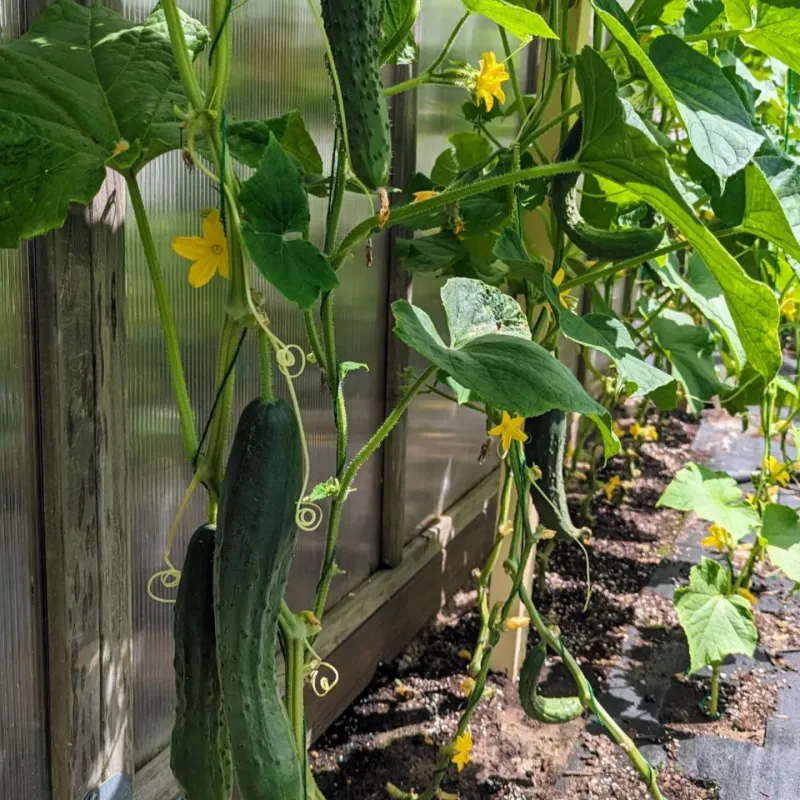 Hidden Cucumbers Must Be Found Beneath Dense Leaves