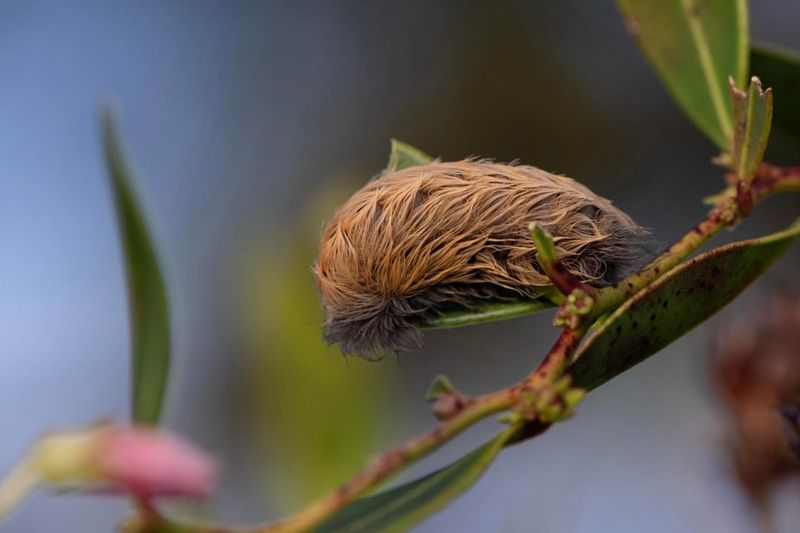 Hidden Spines Carry The Sting
