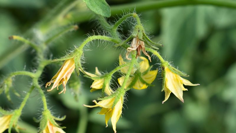 High Heat Disrupts Tomato Pollination High Heat Disrupts Tomato Pollination