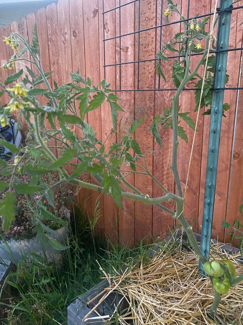 High Heat Stops New Fruit Set