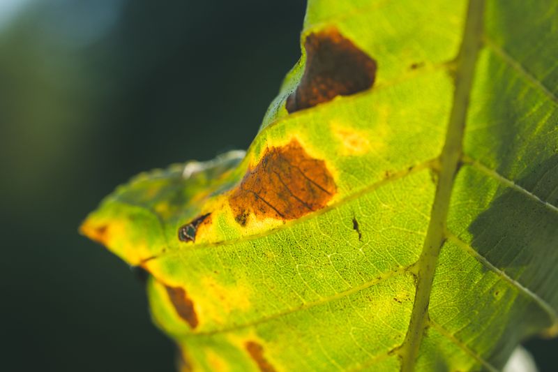 High Heat Turns Horticultural Oils Into A Plant Damage Risk