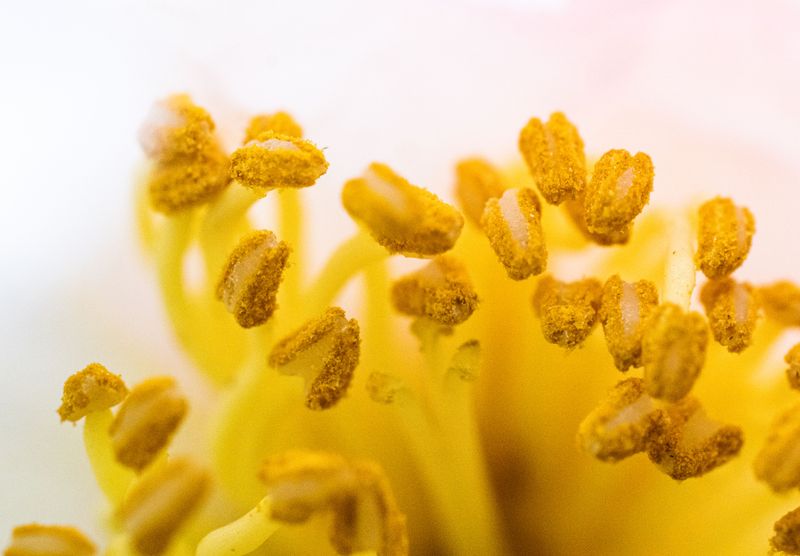High Humidity Makes Pollen Too Sticky