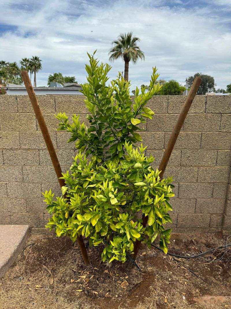 High Soil Alkalinity Blocks Iron Uptake High Soil Alkalinity Blocks Iron Uptake