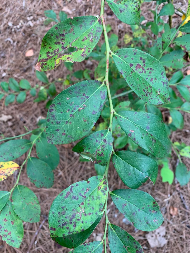 High Soil pH Can Weaken Leaves Before Spots Look Worse High Soil pH Can Weaken Leaves Before Spots Look Worse