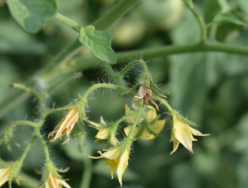 High Temperatures Can Reduce Tomato Pollen Viability