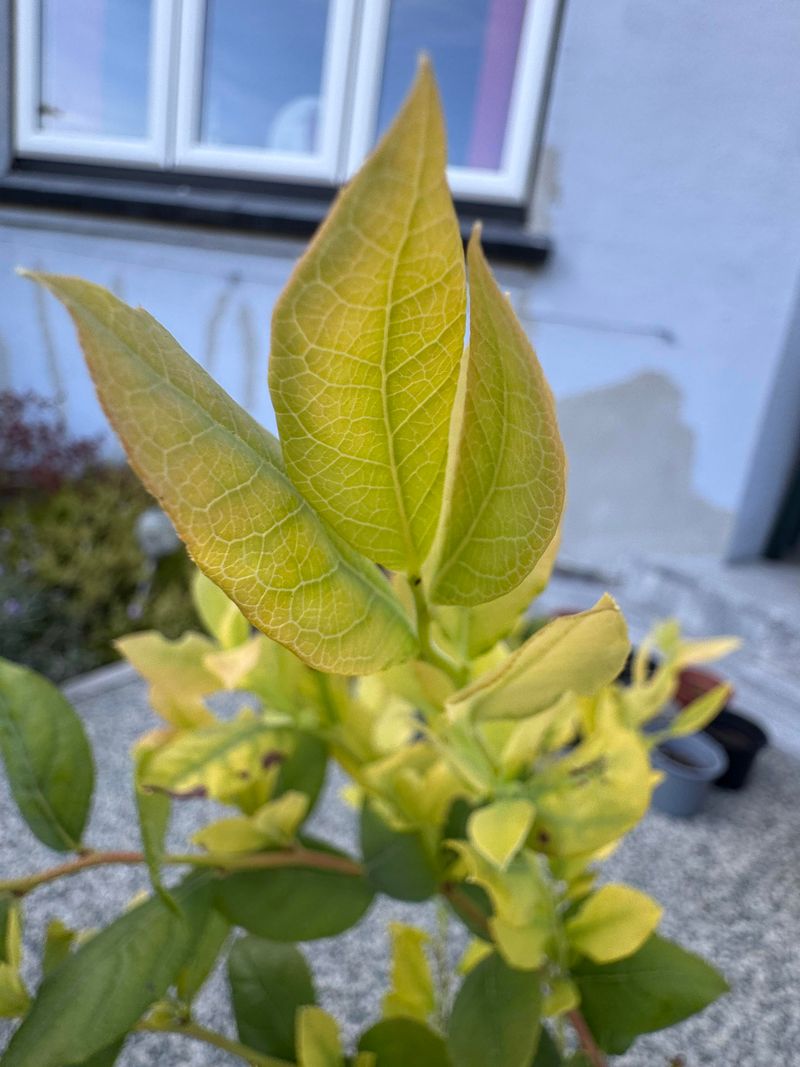 High-pH Water Can Cause Yellow Leaves High-pH Water Can Cause Yellow Leaves