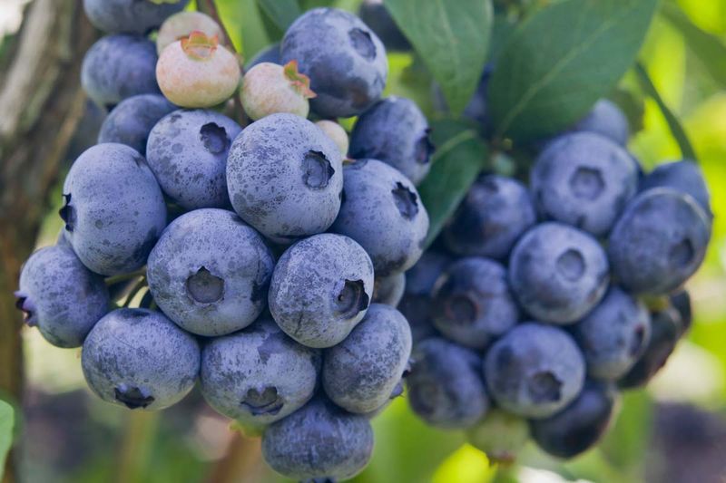 Highbush Blueberry Highbush Blueberry