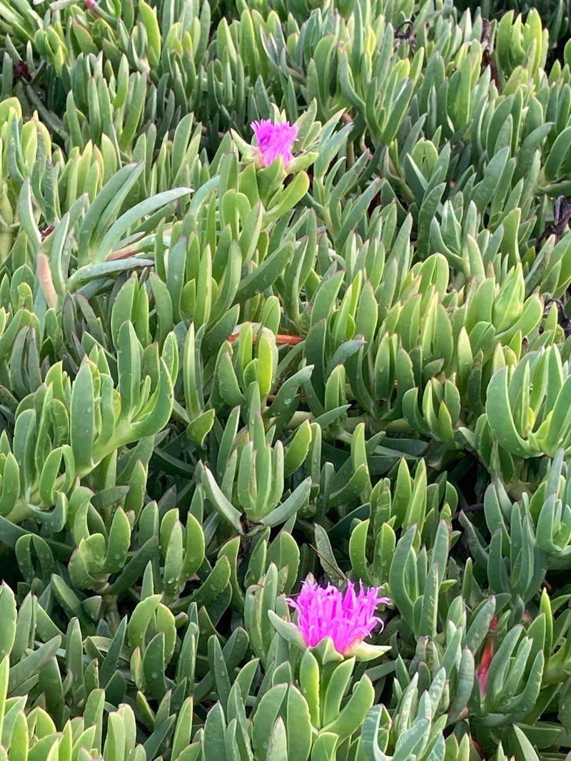 Highway Iceplant Is Losing Its Coastal Pass Highway Iceplant Is Losing Its Coastal Pass
