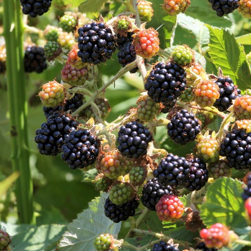 Himalayan Blackberry Takes Dry Edges Himalayan Blackberry Takes Dry Edges