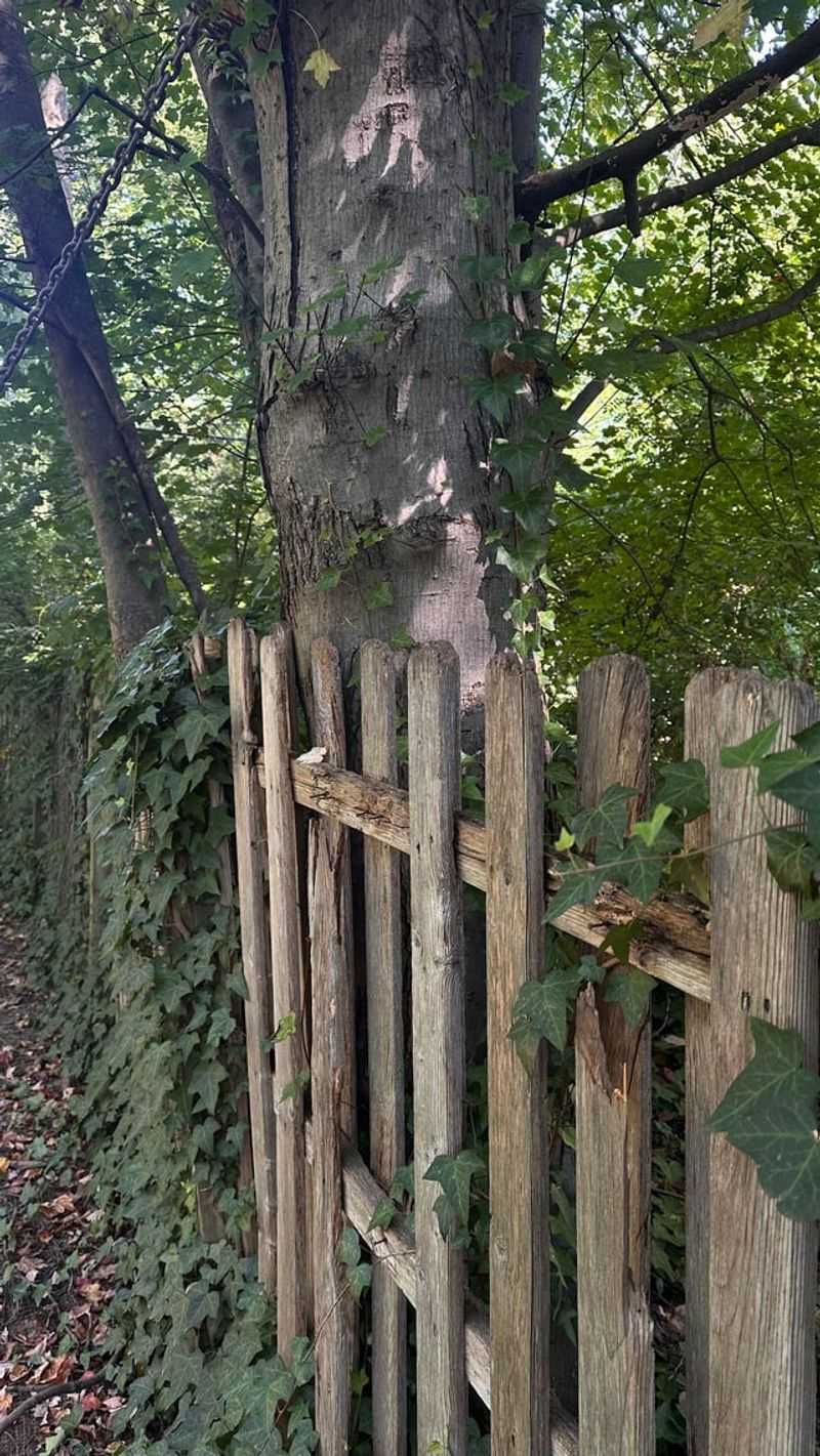 Hire An Arborist Before Blaming The Tree