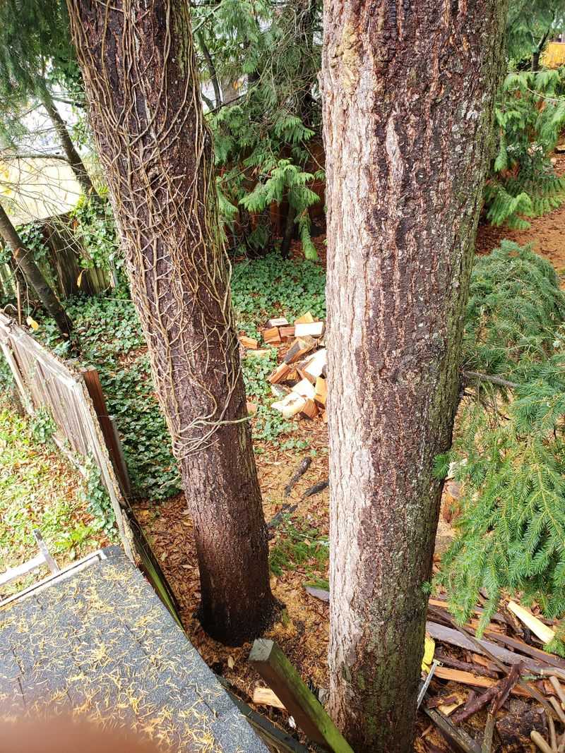 Hire An Arborist Before Cutting