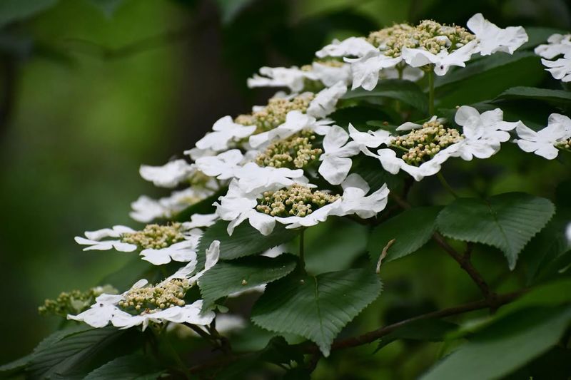 Hobblebush 
