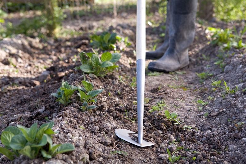 Hoe Shallowly Before Roots Take Hold