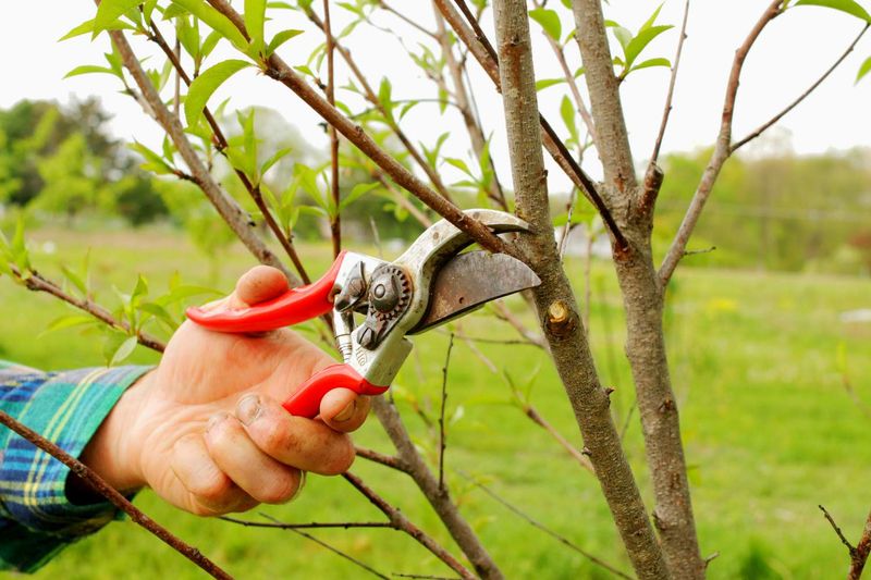 Hold Off On Heavy Pruning Until Winter