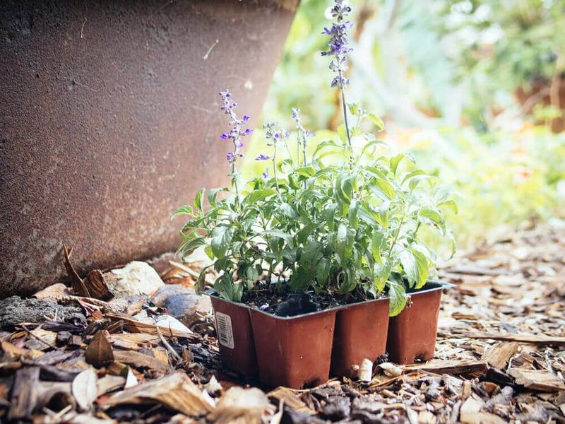 Hold Off On Pruning And Planting