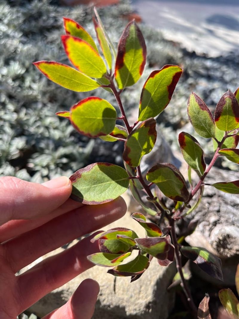 Hold Off On Pruning Sunburned Growth Hold Off On Pruning Sunburned Growth
