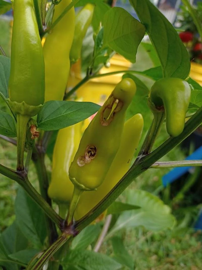 Holes In Fruit Need A Different Response Holes In Fruit Need A Different Response
