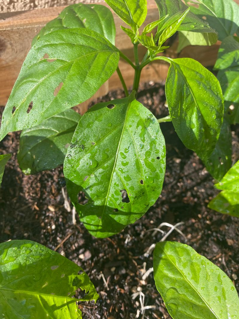 Holes Near Buds Can Threaten The Harvest Holes Near Buds Can Threaten The Harvest