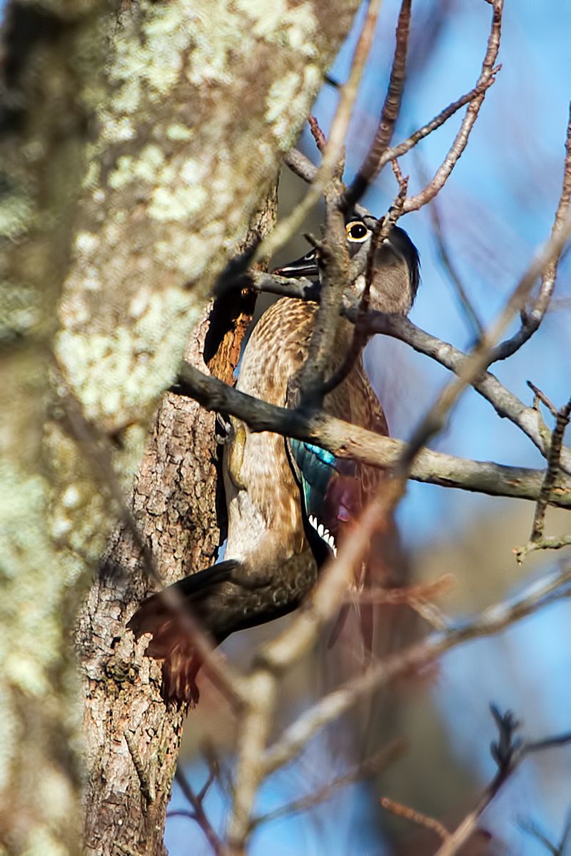 Hollow Trees Give Ducklings A Safe Start Hollow Trees Give Ducklings A Safe Start