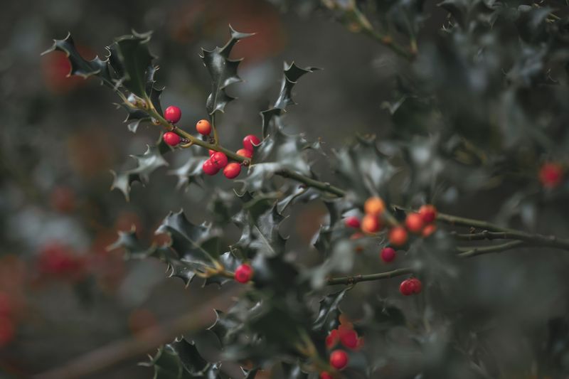 Holly Berries Holly Berries
