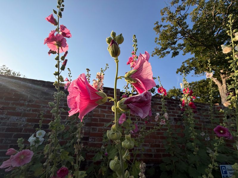 Hollyhock Hollyhock
