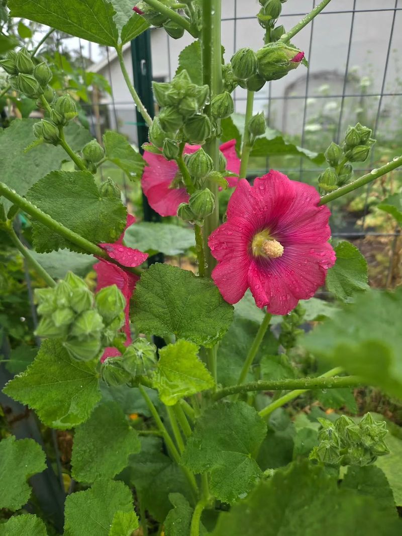 Hollyhocks (Alcea rosea)