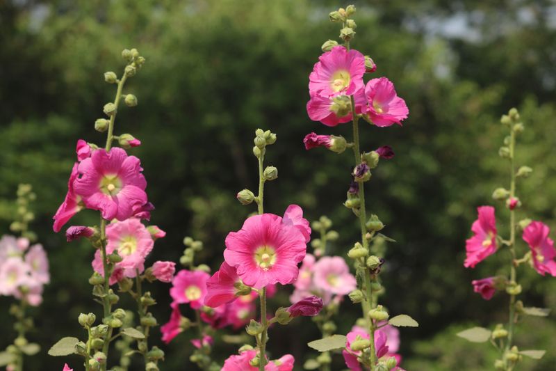 Hollyhocks