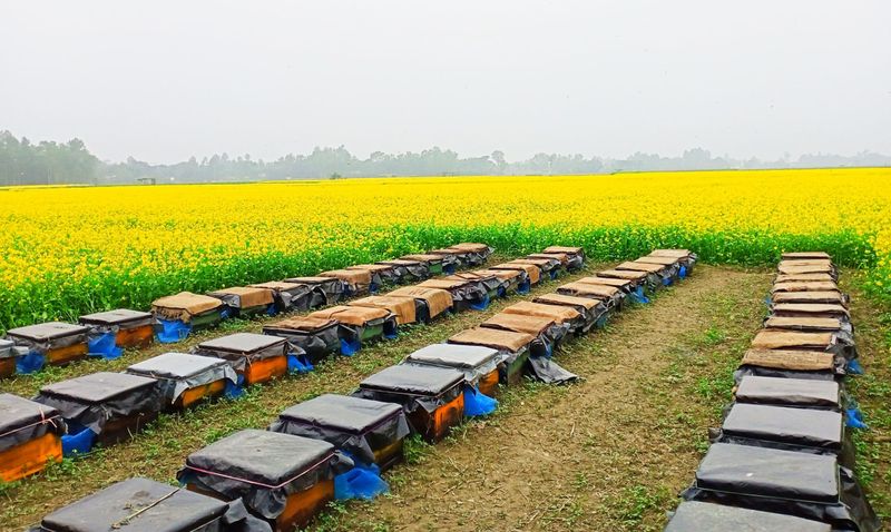 Homeowners Who Leave Them Help Boost Honey Production Homeowners Who Leave Them Help Boost Honey Production