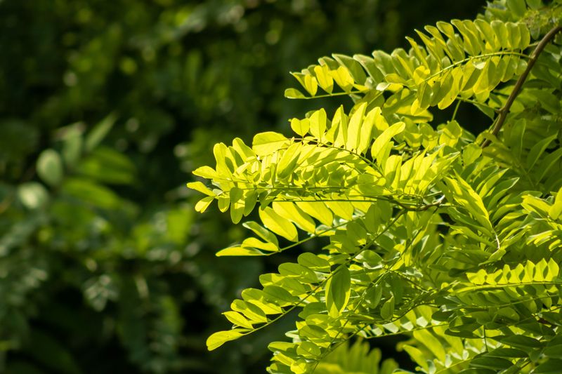 Honey Locusts Tolerate Drought Easily Honey Locusts Tolerate Drought Easily