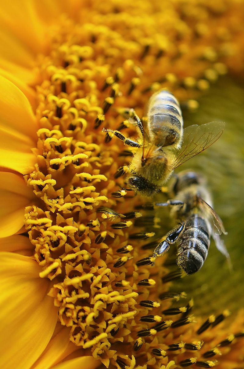 Honeybees Honeybees
