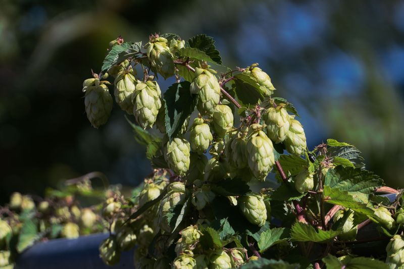 Hops