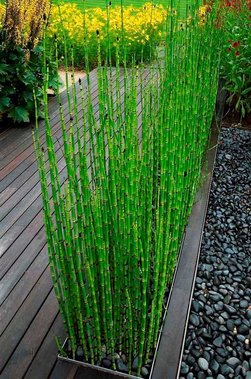 Horsetail Reed Gives A Modern Pool Look Horsetail Reed Gives A Modern Pool Look