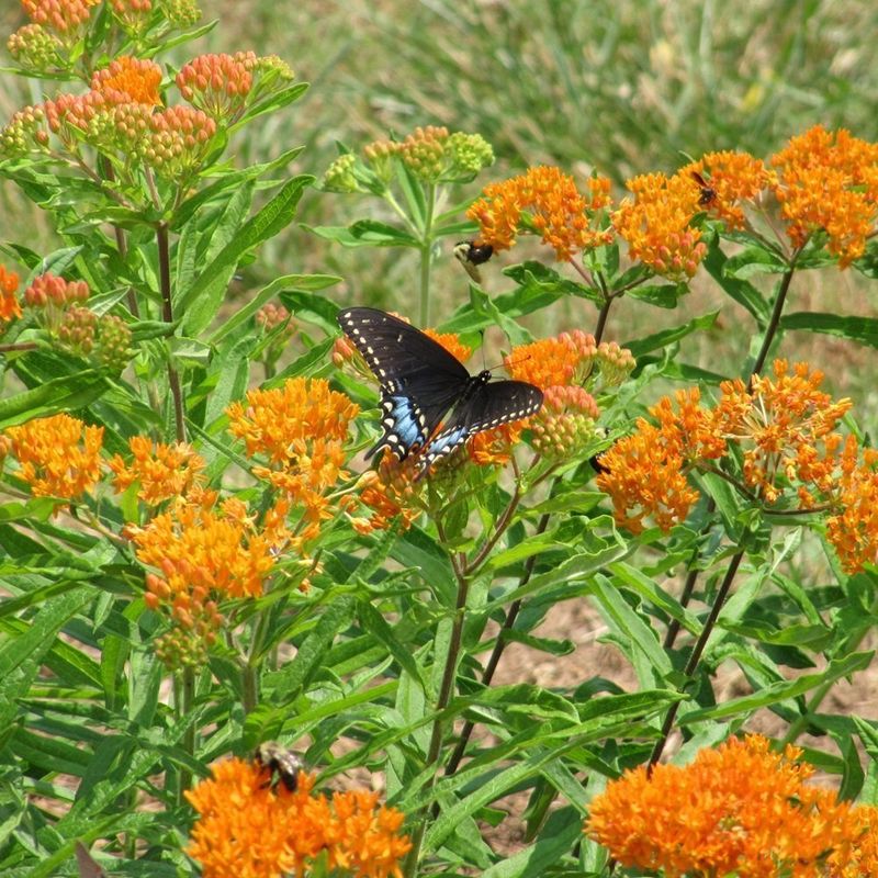 Host Plants Matter For Butterflies Host Plants Matter For Butterflies