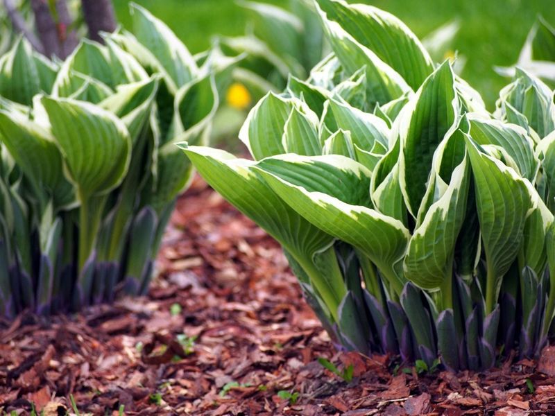 Hosta Hosta