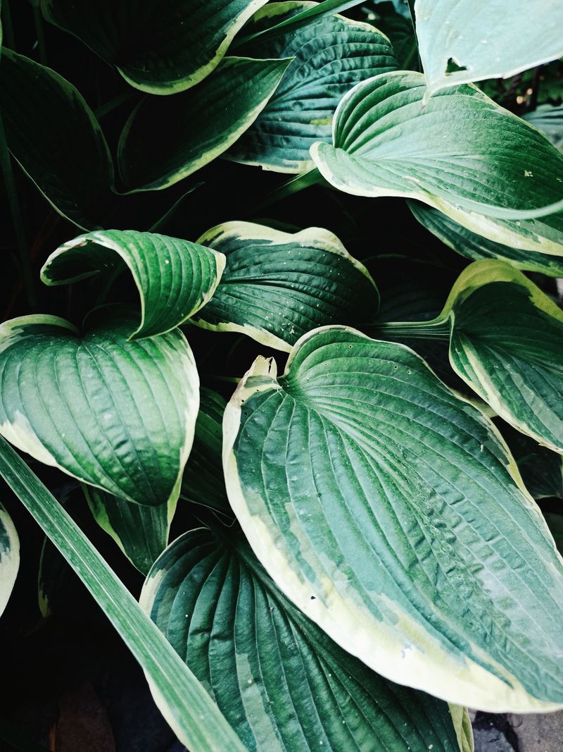 Hostas